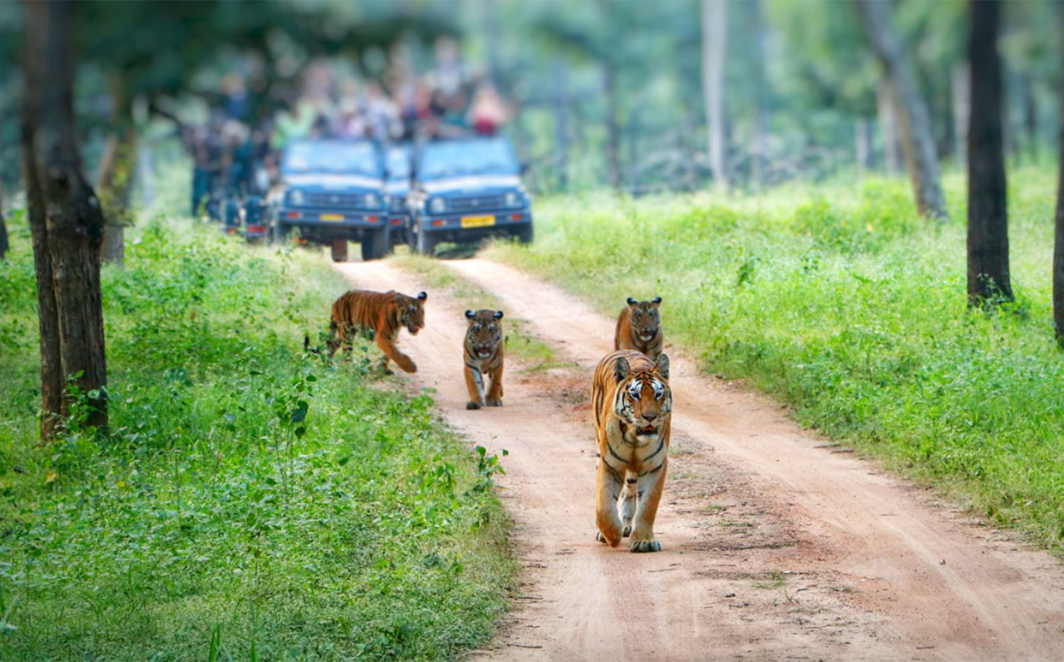 wildlife safari